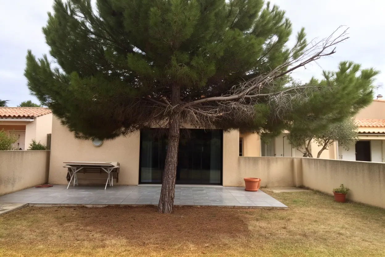 Pin dense avant taille douce à Béziers