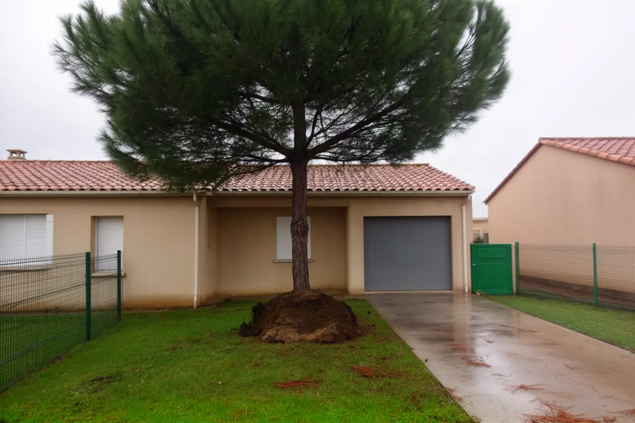 Pin incliné après le vent à Sérignan